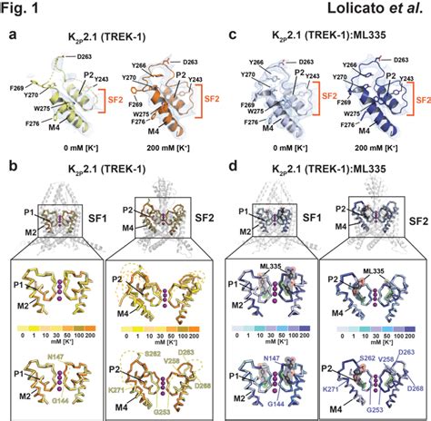 Potassium dependent structural changes in the selectivity.